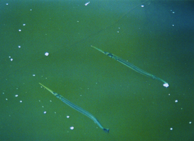 Needlefish on the surface of the Patuxent River