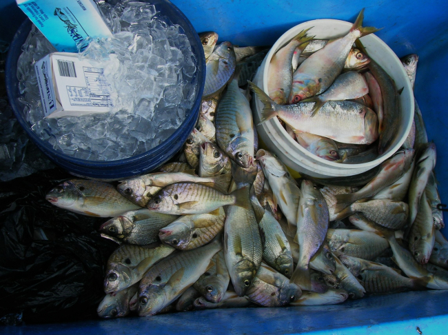 Catch of the day - mostly spot and a few croaker