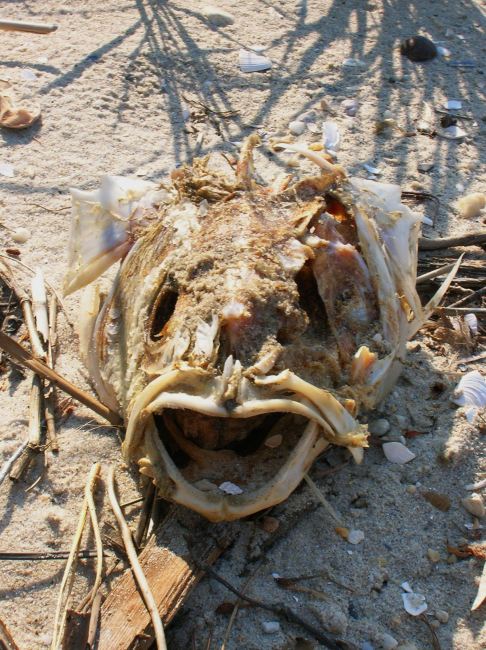 Fish remains on the shore of the river