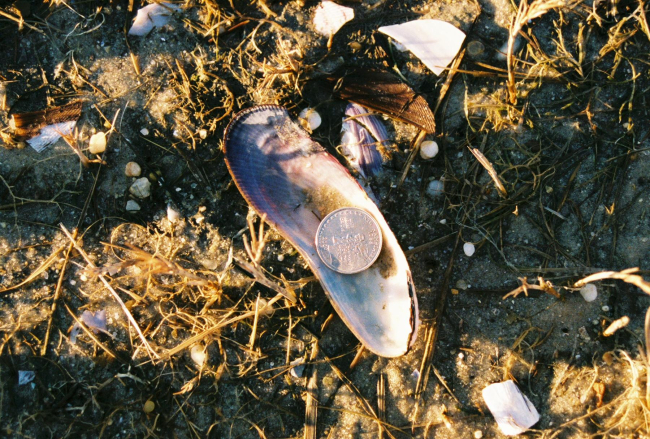 A large razor clam on the beach