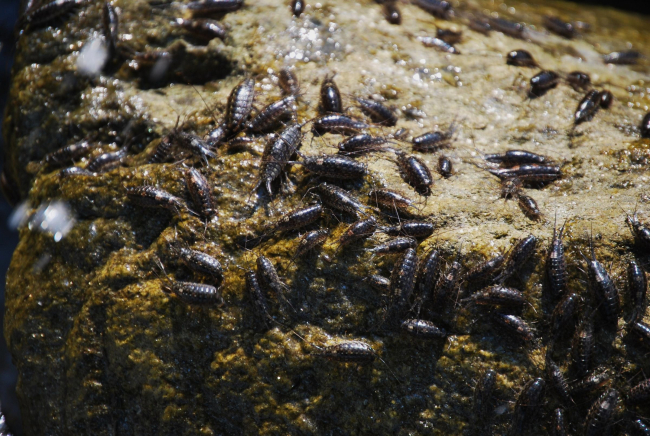Sea roach (Ligia exotica) - a non-indigenous species