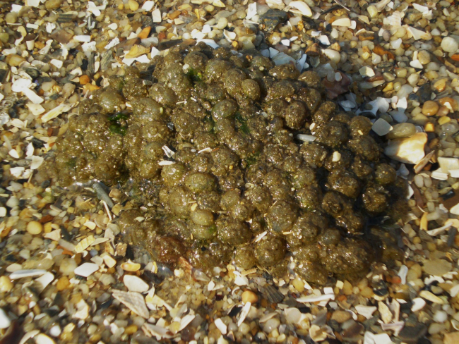 Sea squirt cluster