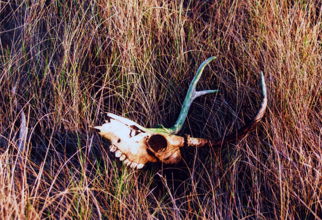 Deer skull in a marsh