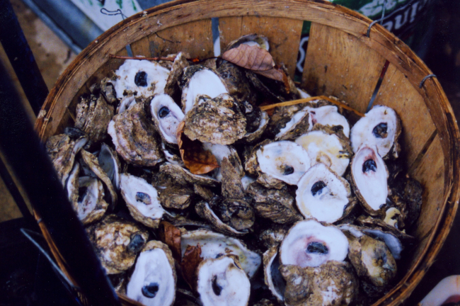 Basket of shucked oyster shells ready for return to Chesapeake Bay