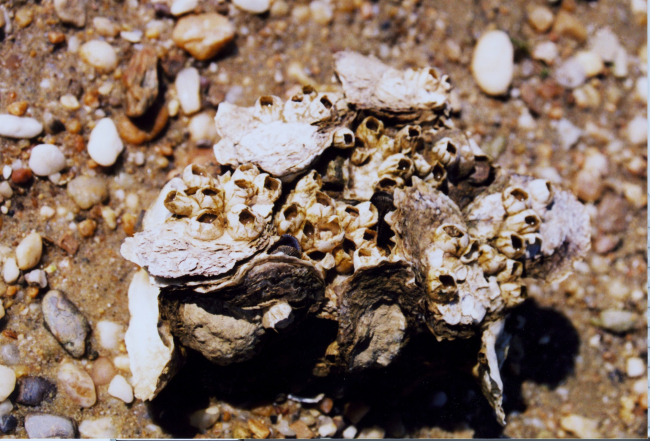 A cluster of oysters with attached barnacles