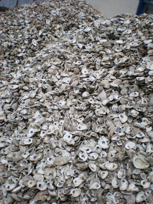Oyster shells to be used in hatchery tanks