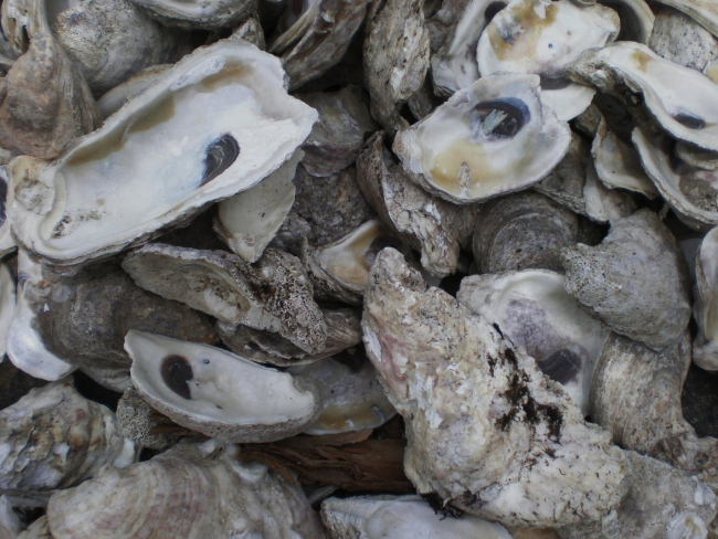 Oyster shells to be used in hatchery tanks