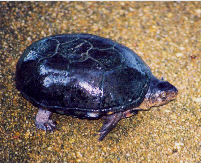 Mud turtle in a Patuxent River marsh