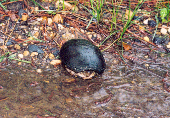Mud turtle in a Patuxent River marsh