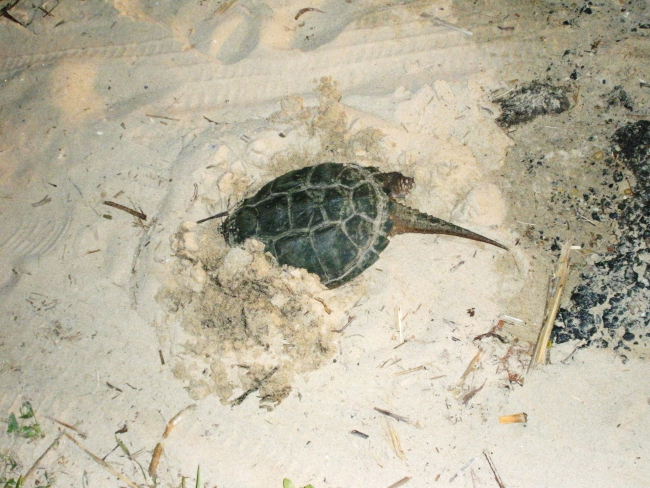 Snapping turtle taking refuge in a sandy beach