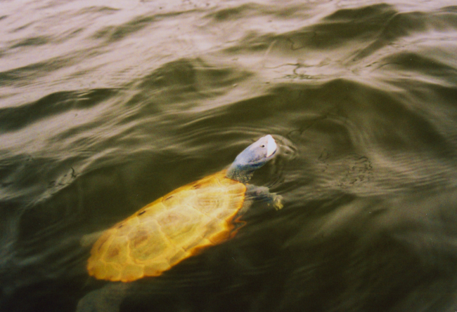 Terrapin swimming in the Patuxent River