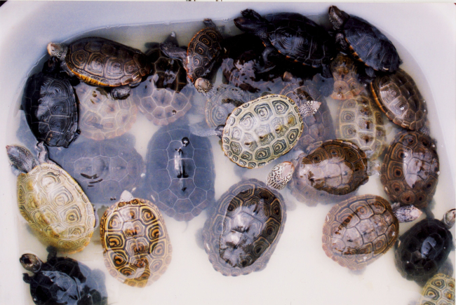 Tub of terrapins - a variety pack of colors, patterns, and sizes