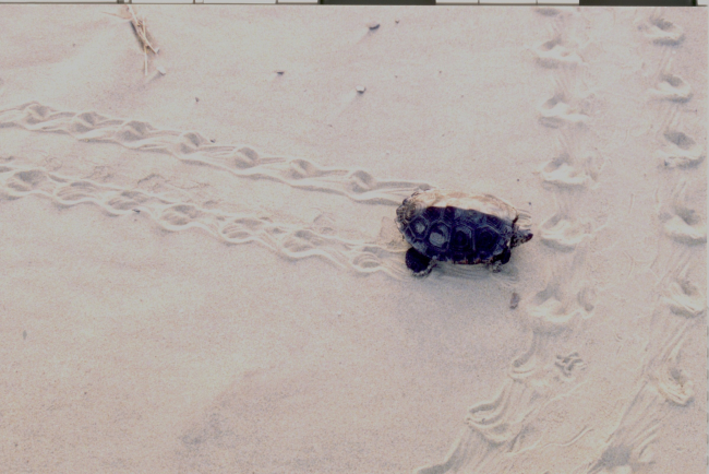 Terrapin making tracks in the sand