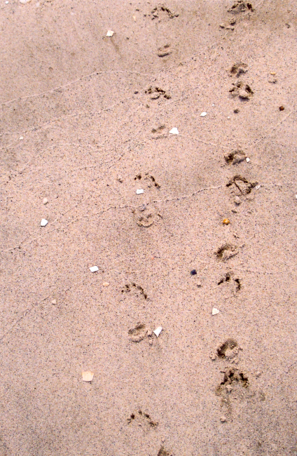 Terrapin tracks in wet sand