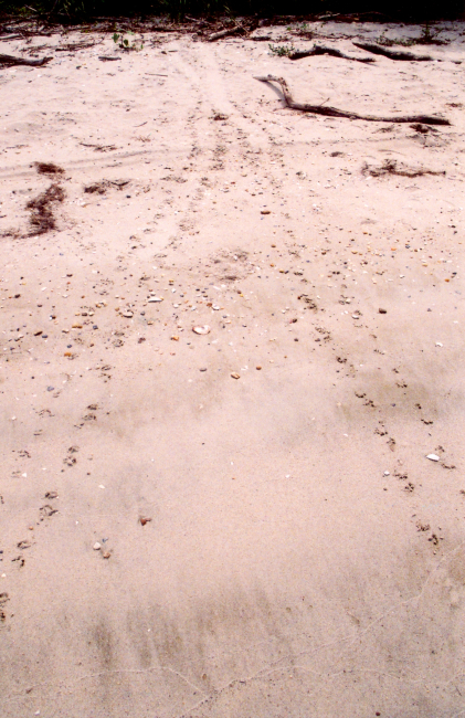 Terrapin tracks to a nesting site and back