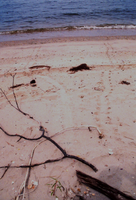 Terrapin tracks from a nesting site