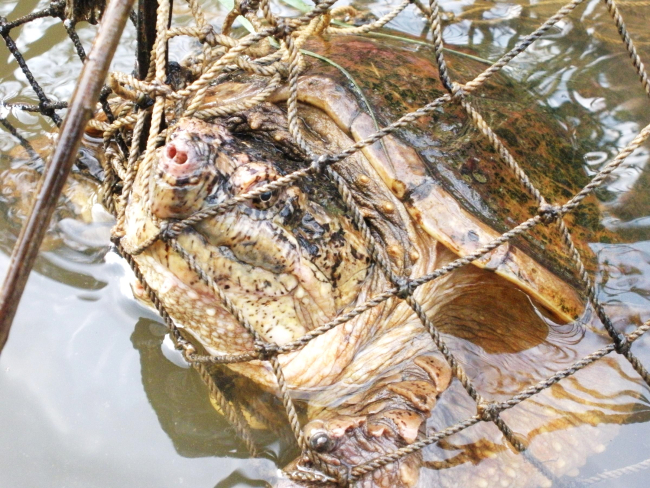 Large snapping turtle caught in trap