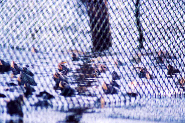 Captive terrapins in pound net