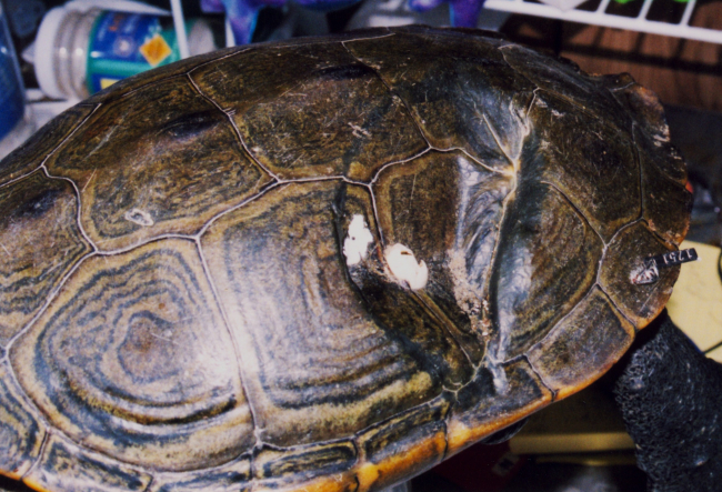 Terrapin with a healed carapace scar