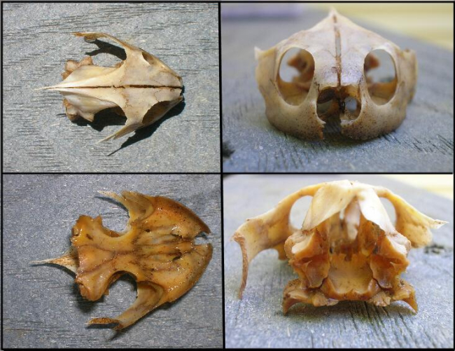 Diamondback terrapin skulls