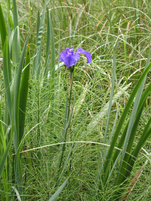 Swamp iris