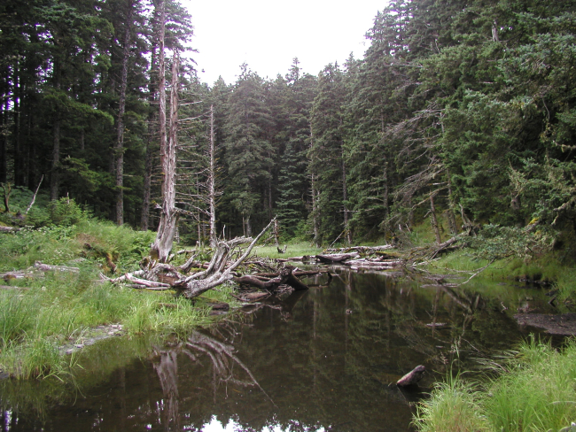 A creek leading into the forest on Spruce Island