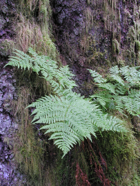 Ferns, moss, and bark in the forest on Spruce Island