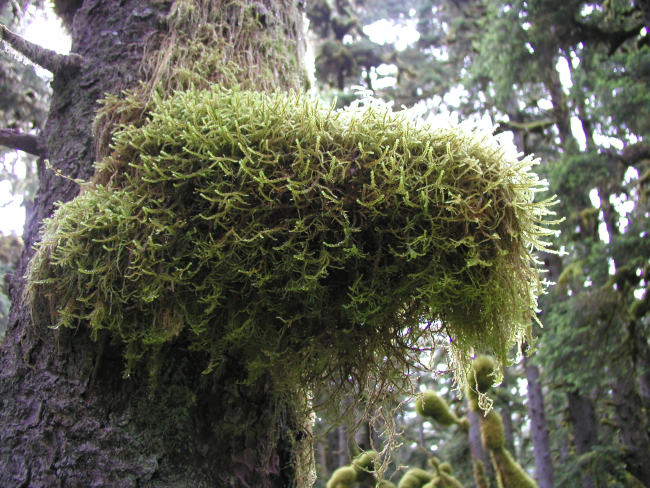 Moss covering part of tree in the rain forest environment of Spruce Island