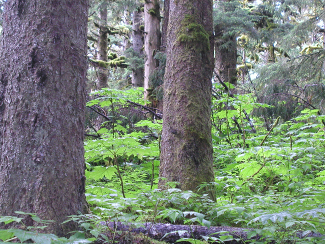 Devil's club on forest floor, large spruce, and moss in rain forest environmentof Spruce Island