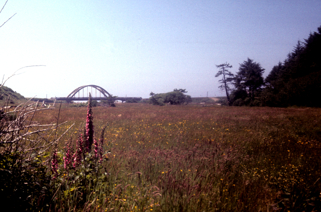 Looking toward the coast and a highway bridge from a wildflower bedecked meadow