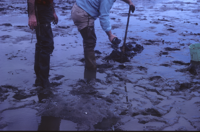 Digging for geoduck clams