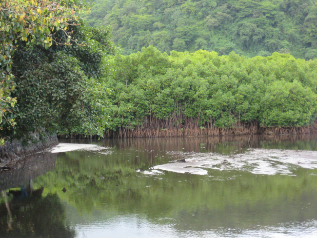 A stand of mangroves on the western coast