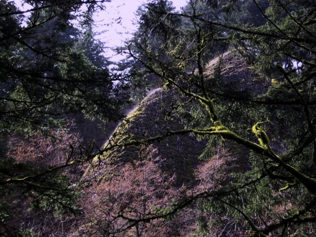 Moss-covered trees and what appears to be very localized fog forming overrock outcrop