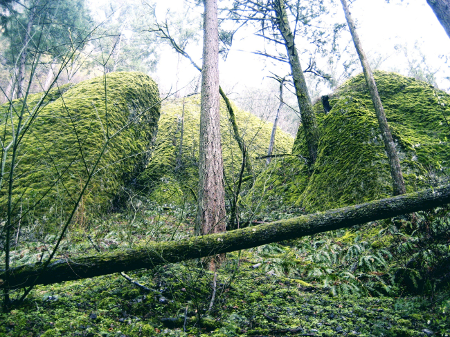 Ferms, moss-covered rocks, and fallen trees in the rain-forest like conditionsof the lower Columbia River Gorge