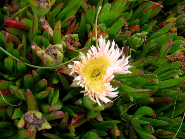 Yellow iceplant flower (Carpobrotus edulis)