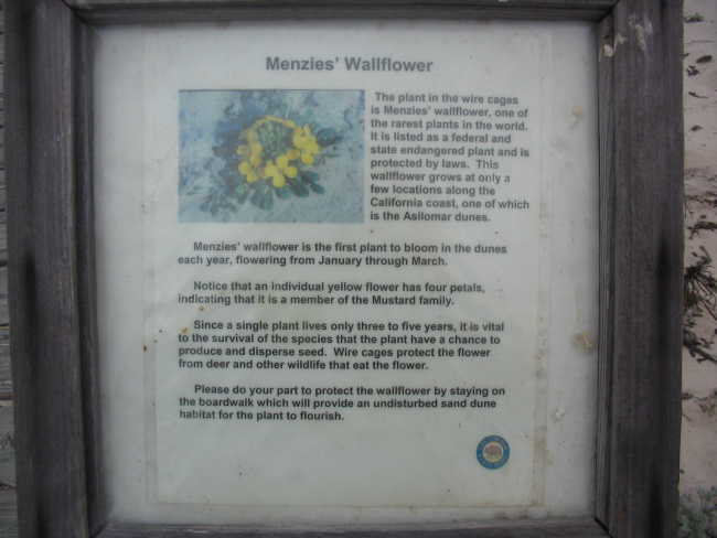 Menzies wallflower