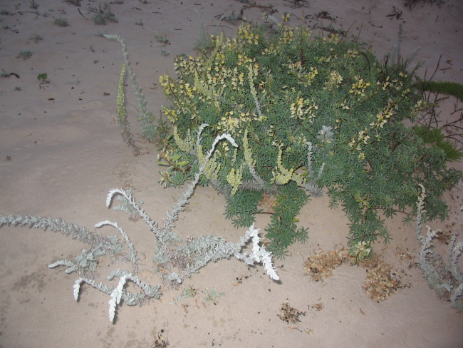 Beach sagewort (Artemesia pycnocephala)  in foreground growing in close proximity to tree lupine bush