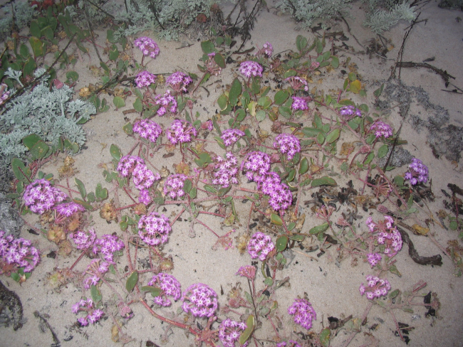 Pinkish-lavendar sand verbena (Abronia umbellata)