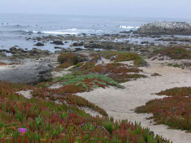 Iceplant (Carpobrotus edulis), rocky outcrops and cormorants atAsilomar State Beach