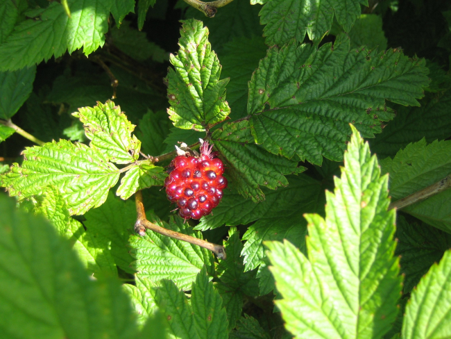 Salmonberry (Rubus spectabilis), an edible berry that is common in southernAlaska