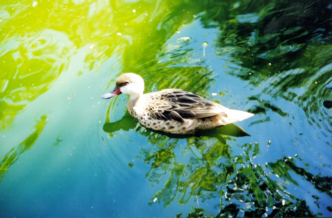 A tropical duck is seen along the Coral World Nature Trail