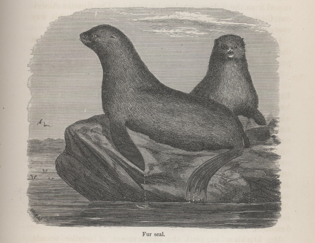 Fur seal from Alaska and Its Resources by by William Healy Dall