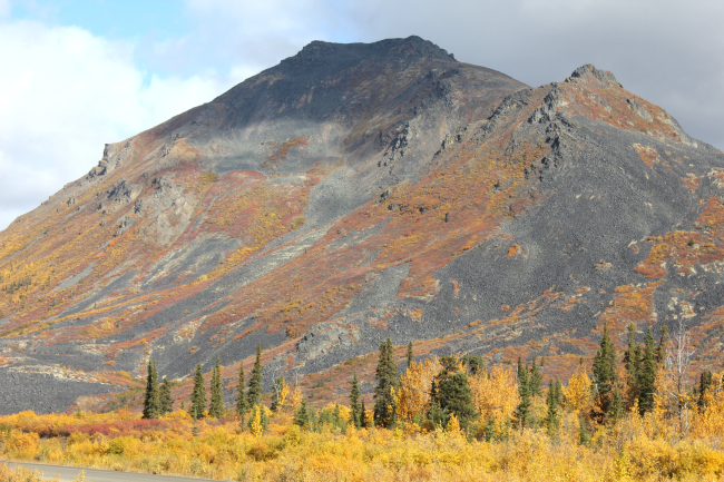 Willows, cottonwood, aspen and spruce in autumn along the Dempster Highwayin the Ogilvie Mountains