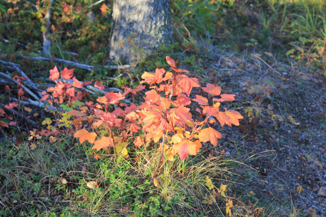 Cloudberry bush in the fall outside Inuvuk