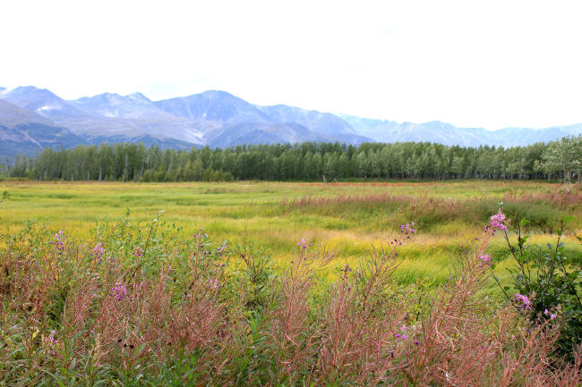 Meadow near Pilgrim Hot Springs with fireweed in foreground