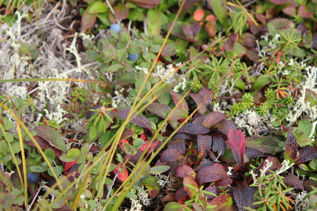 Blueberries on the tundra (Vaccinium sp