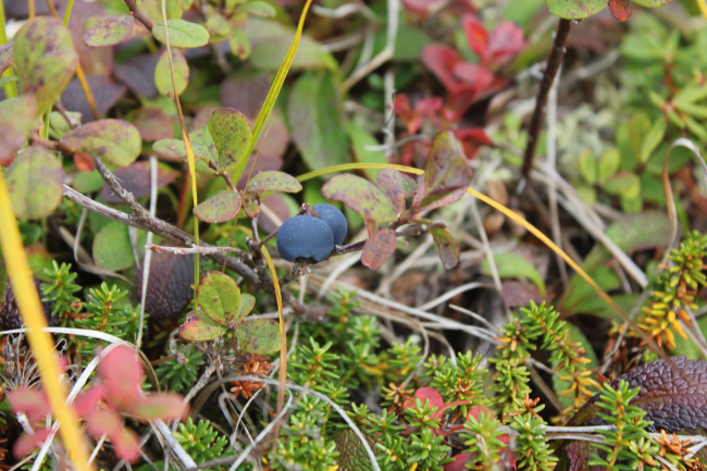 Blueberries on the tundra (Vaccinium sp