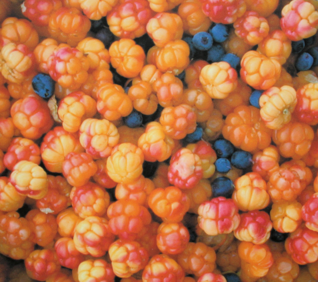 Cloudberries and blueberries (a photograph of a photograph at TombstoneTerritorial Park) in Ogilvie Mountains