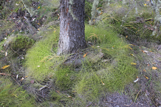 Strange fern configuration around base of white spruce tree