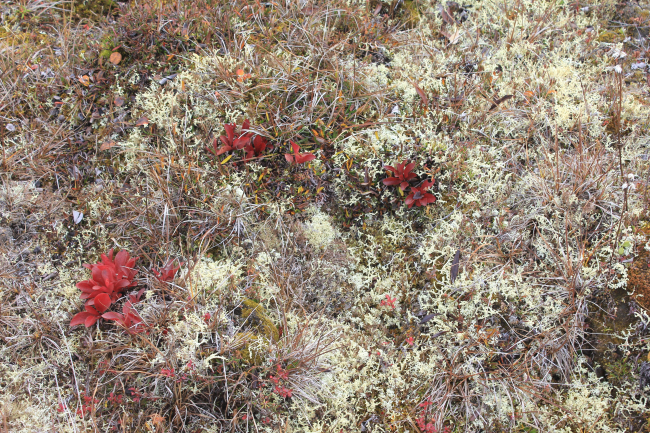 Tundra vegetation in the fall